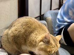 -逗柴咖啡屋·狗咖猫咖宠物桌游
