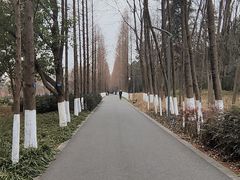 -昆山城市生态森林公园