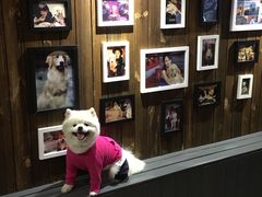 -百好乐宠物友好餐厅(朝外大街店)