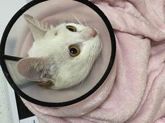 -瑞派康怡24h宠物医院·犬猫医疗中心·微创绝育(瑞景分院)