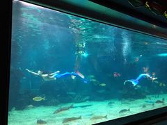 -石家庄海洋公园