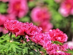 -国家植物园
