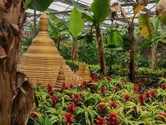 -南宫五洲植物乐园