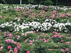 -洛阳市隋唐城遗址植物园