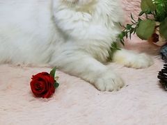 -十年猫舍·猫咪专门店(普陀店)