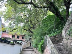 -普陀山风景名胜区-法雨禅寺