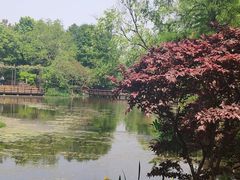 -上海滨江森林公园