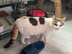 -喜多萌中农锦绣动物医院24H·猫科·牙科MRI·CT