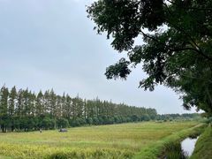 -上海长兴岛郊野公园