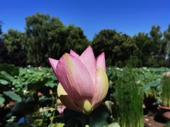 -莲花池公园