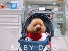 -BABYDOG宝贝狗宠物乐园(欧洲城店)