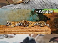 -上海野生动物园