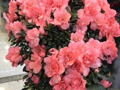 -双季花艺园艺市场(浦东店)