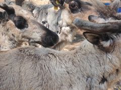 -北极村旅游风景区