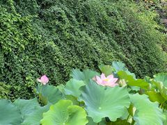 -桂湖森林公园