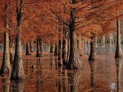 -白鹭湾湿地公园