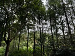 -重庆彩云湖湿地公园