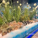 深圳百元自助实现海鲜自由🦞附回本攻略📖