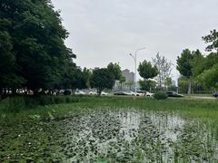 -金银湖国家城市湿地公园