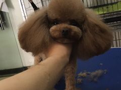 -沐沐家宠物(成寿寺店)