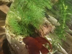 -芭缇沁园椰子鸡(中航紫金新天地店)