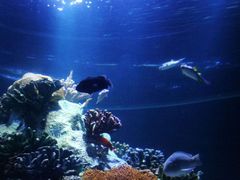 -迪拜水族馆及水下动物园