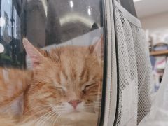 -瑞鹏宠物医院·骨科·猫科·内科(第一中心)