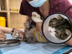 -艾贝尔宠物医院·24H转诊中心·肿瘤猫专科(江宁双龙店)