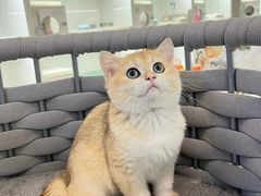 -lincat·猫舍(广州店)