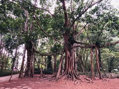 -中国科学院西双版纳热带植物园