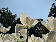 -上海鲜花港