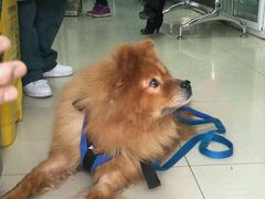 -康乐宝动物医院