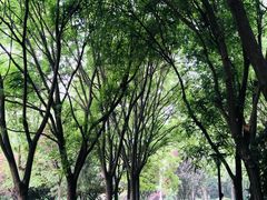 景点-金星公园