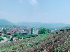 -龙坞茶村