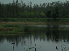 -合肥滨湖国家森林公园