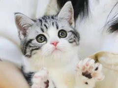 -欣宠猫屋·矮脚拿破仑·蓝金金渐层