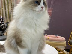 -藏猫猫咖啡主题馆(中央大道店)