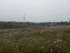 -紫颐香薰山谷景区