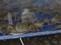 -阳澄湖大闸蟹·琼灵阁牌品牌连锁(吴中总店)