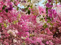 -深圳国际园林花卉博览园