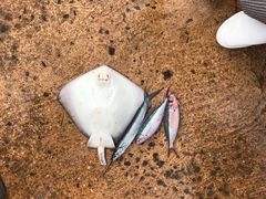 -尼甘布海鲜市场