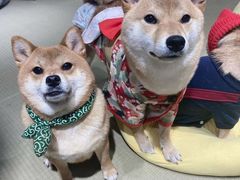 -逗柴咖啡屋·狗咖猫咖宠物桌游