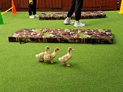 -福州淑佩小金星幼儿园