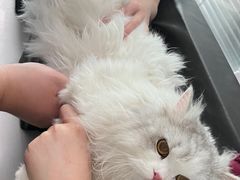 -伟伟宠物医院·CT影像中心·瑞派犬猫综合性门诊(汉口总院)