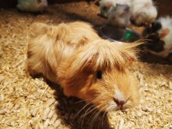 -酷嗒动物文化乐园(cutezoo西溪乐天城店)