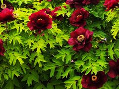 -曹州百花园