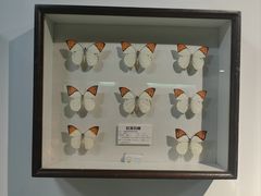 -上海大自然野生昆虫馆(东方明珠·爬宠昆虫探索中心)
