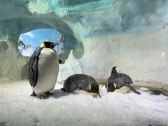 -海合安成都极地海洋公园
