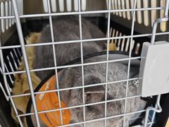-瑞鹏宠物医院·内科·中兽医·骨科(苗圃店)