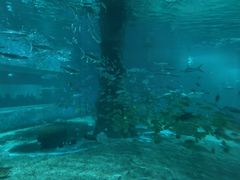 -北戴河圣蓝海洋公园